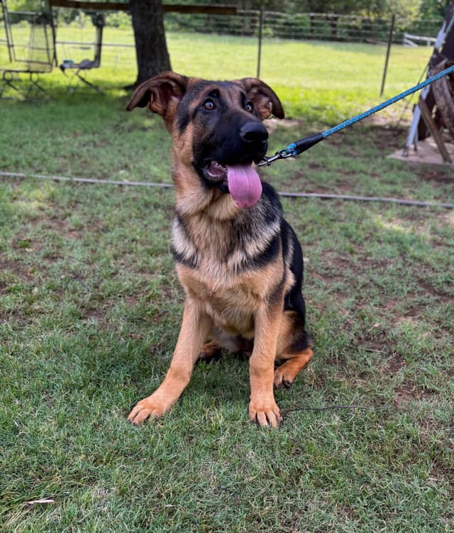 German Shepherd Dog Puppies media 18