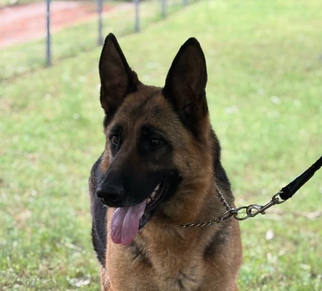 German Shepherd Dog Puppies media 19