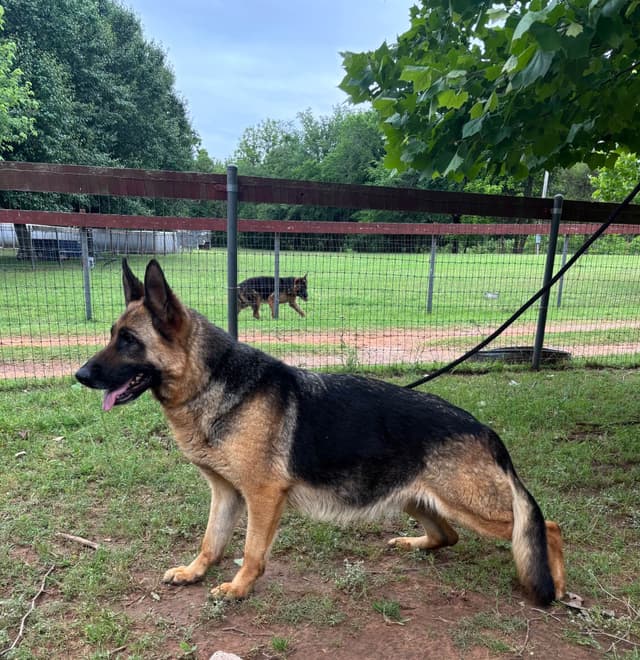 German Shepherd Dog Puppies media 20