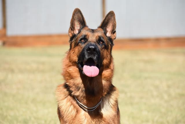German Shepherd Dog Puppies media 22