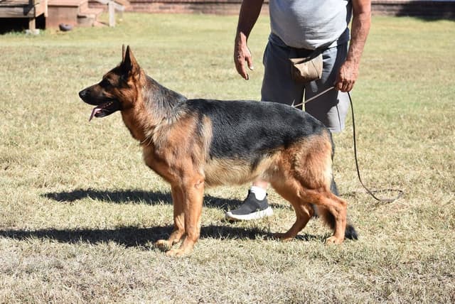 German Shepherd Dog Puppies media 23