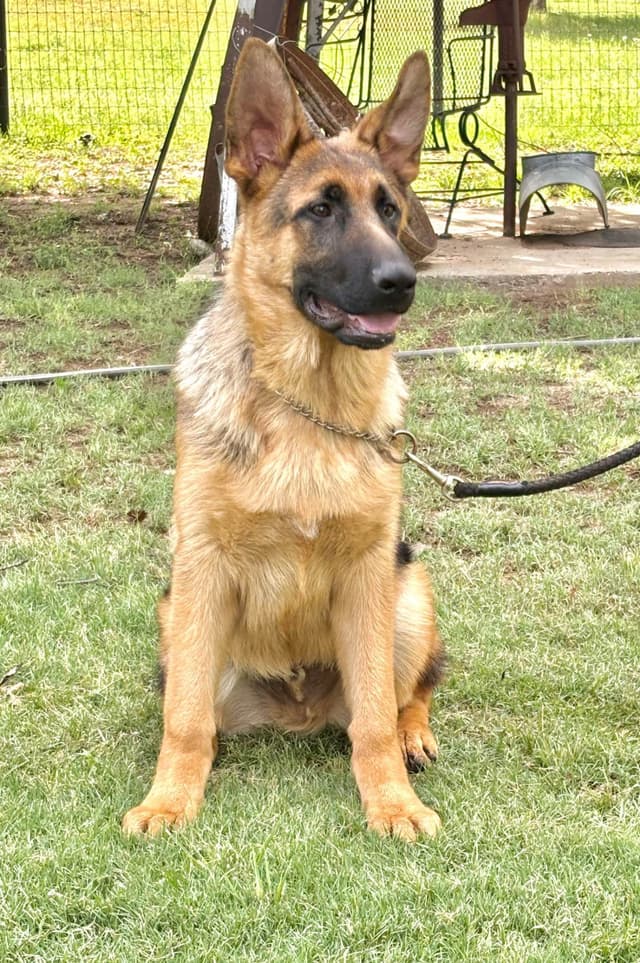 German Shepherd Dog Puppies media 3