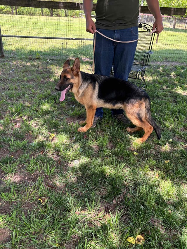 German Shepherd Dog Puppies media 4