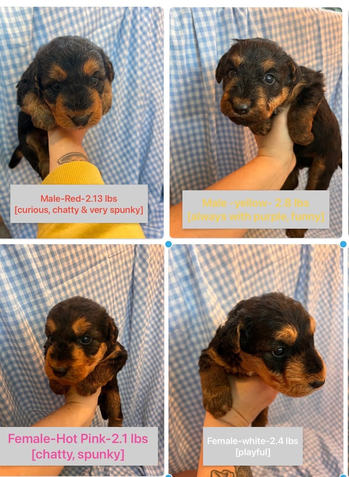 Airedale Terrier Puppies breeder image 1