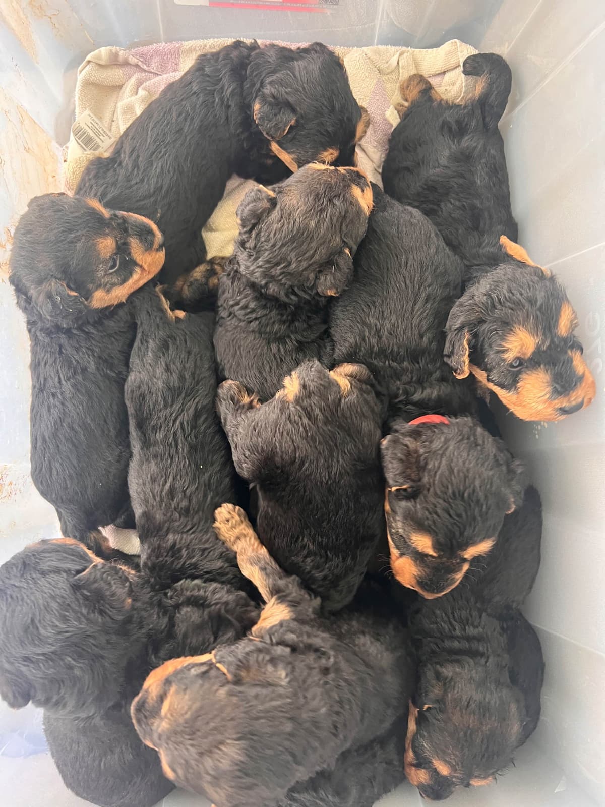 Airedale Terrier Puppies breeder image 3