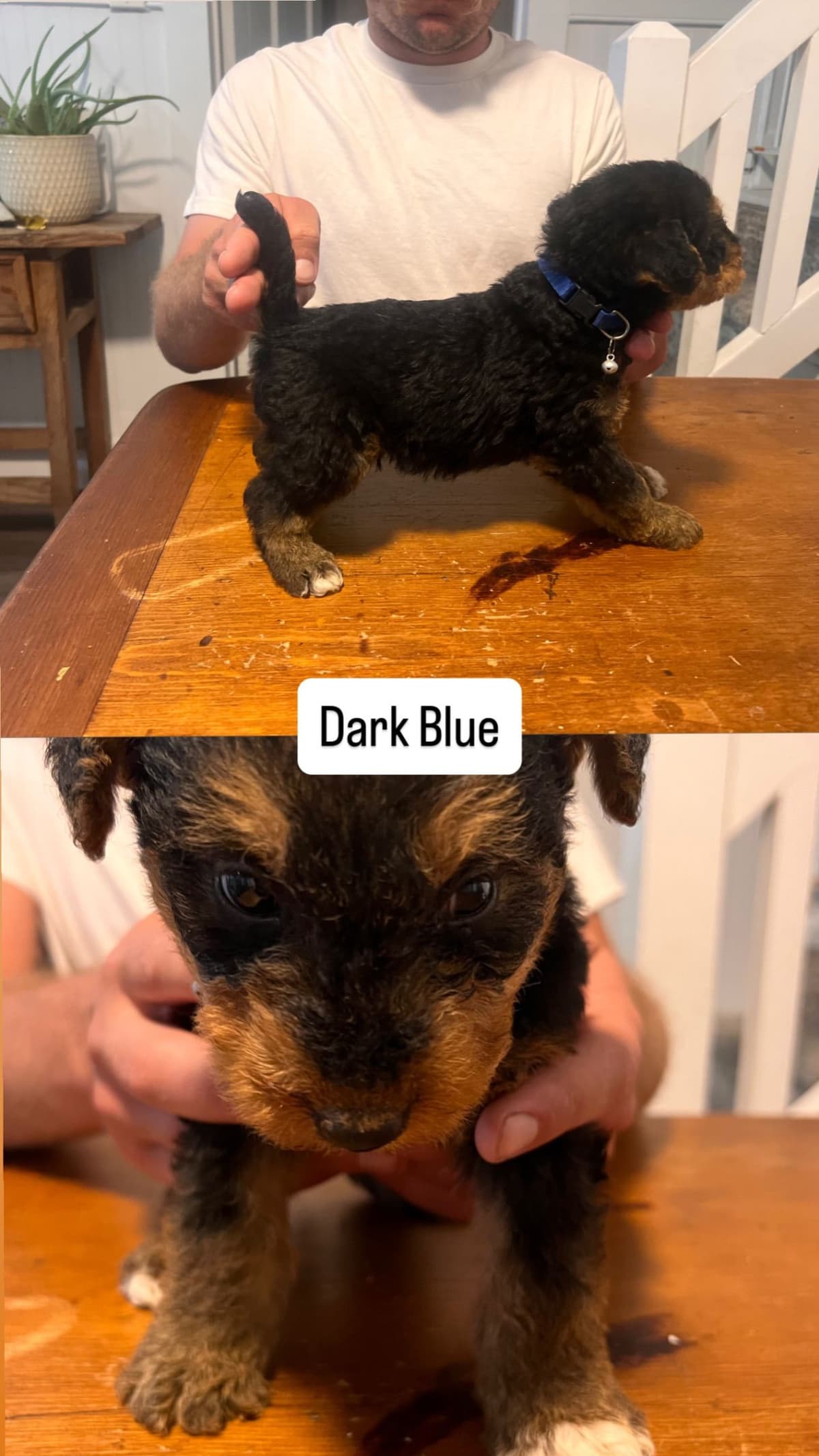 Airedale Terrier Puppies breeder image 5