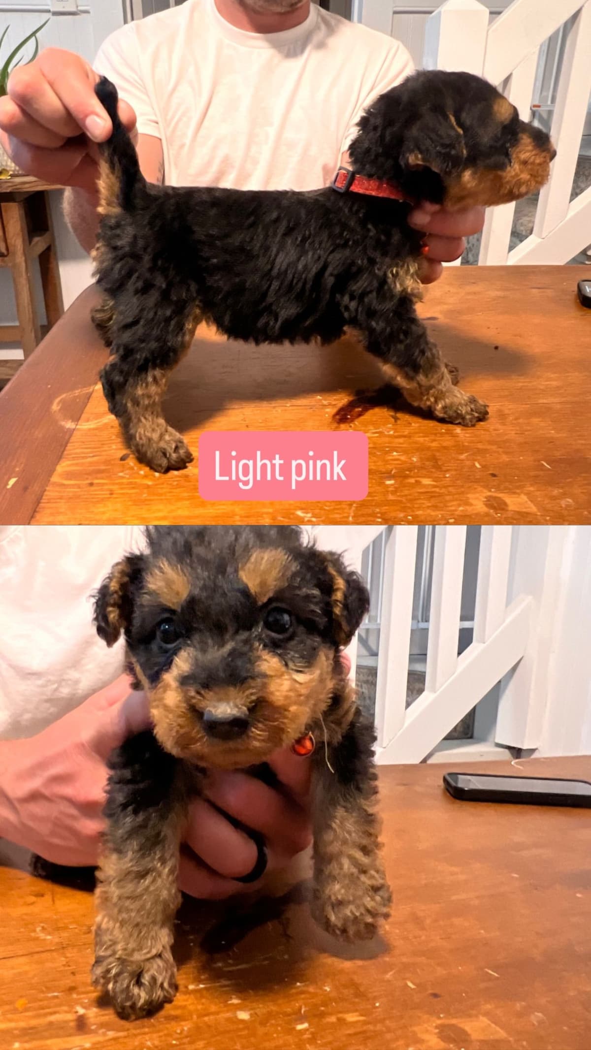 Airedale Terrier Puppies breeder image 7