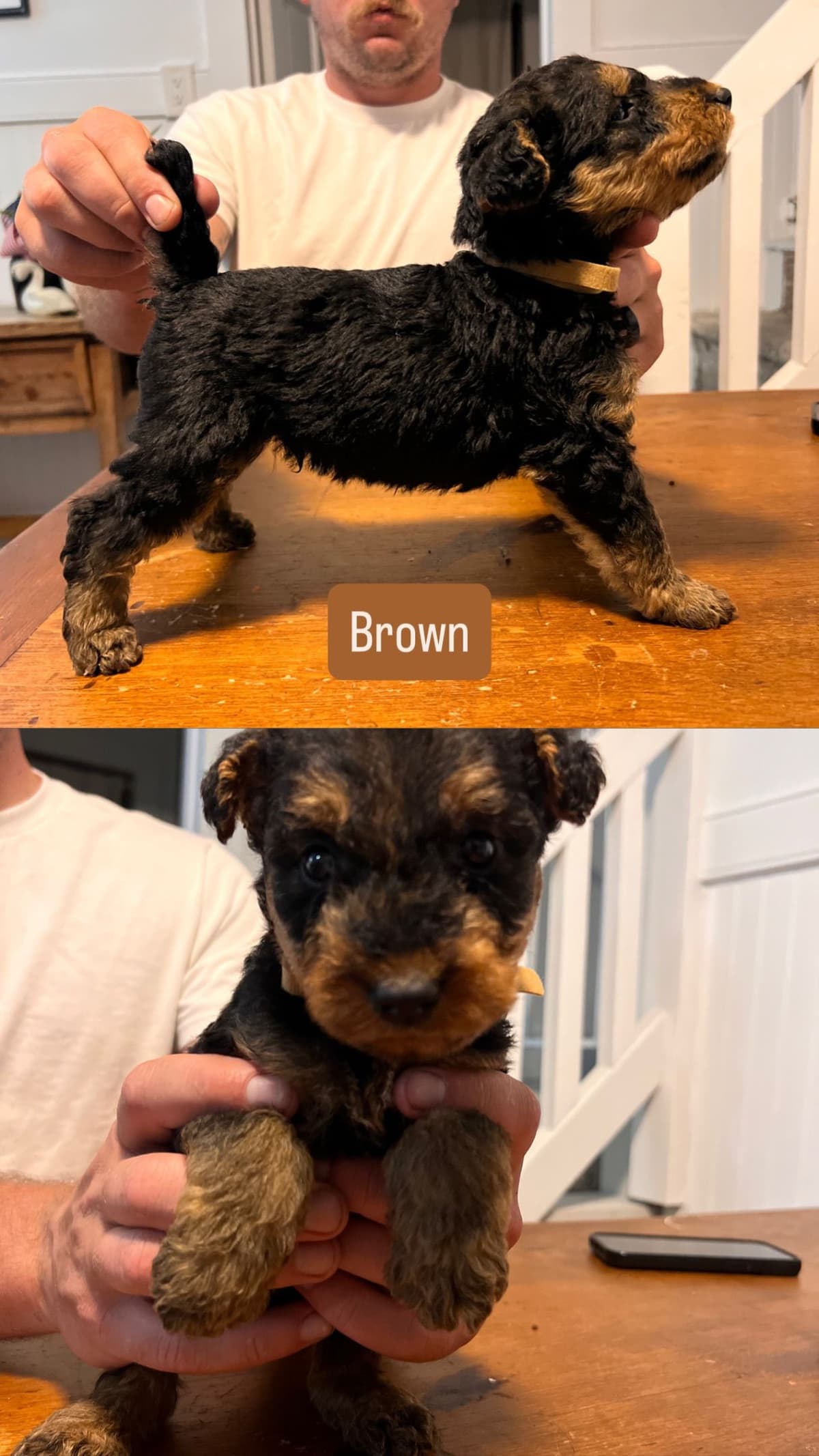 Airedale Terrier Puppies breeder image 6
