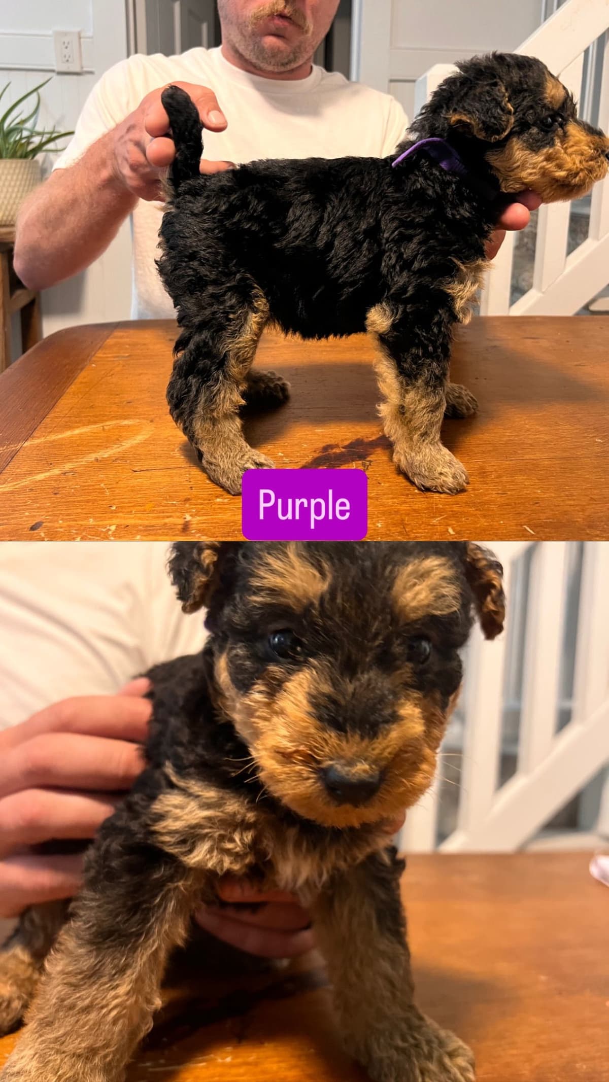 Airedale Terrier Puppies breeder image 9