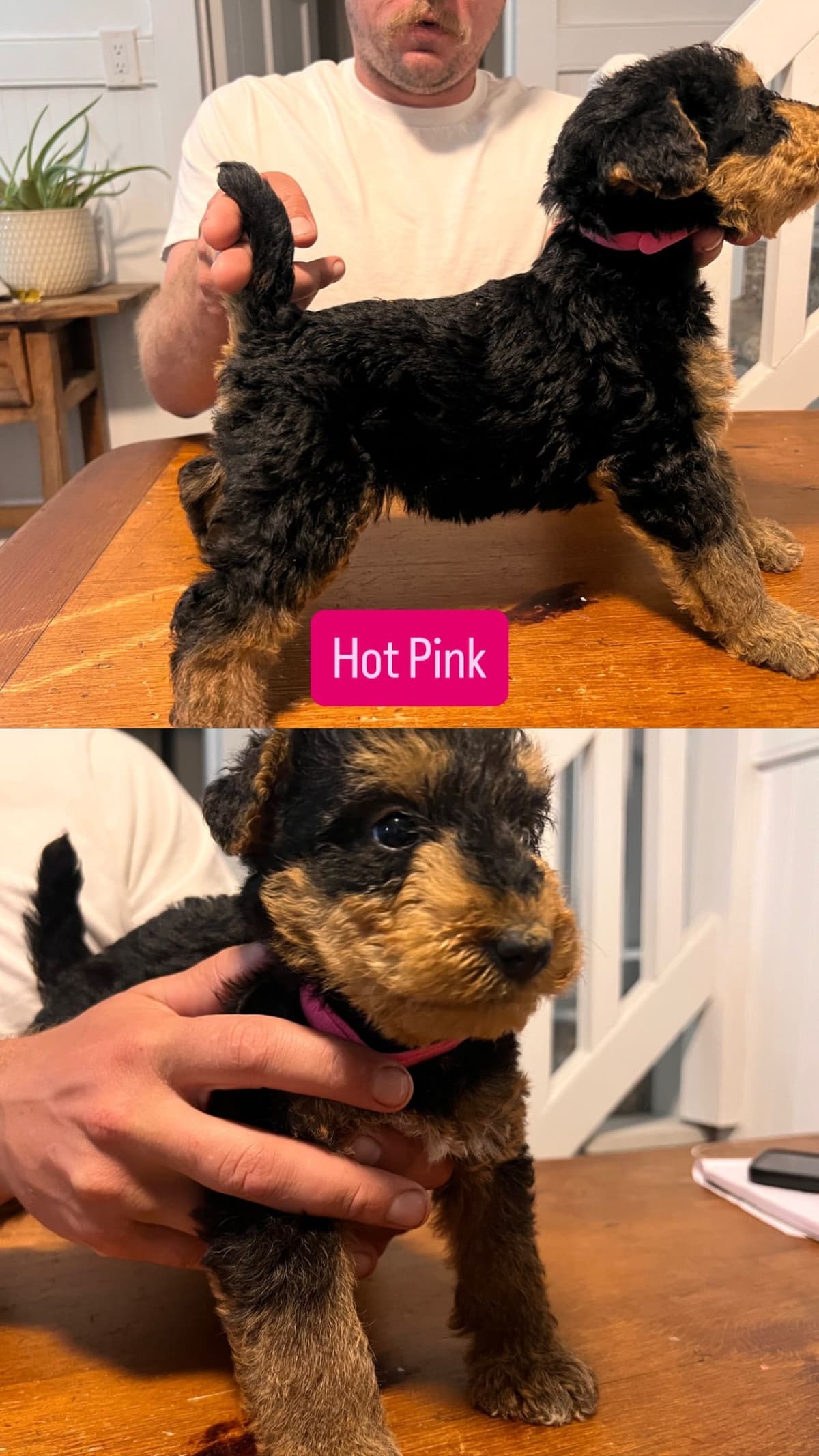 Airedale Terrier Puppies breeder image 8