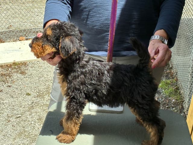 Airedale Terrier Puppies media 2