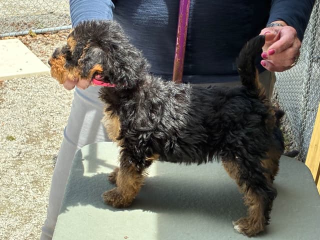 Airedale Terrier Puppies media 3
