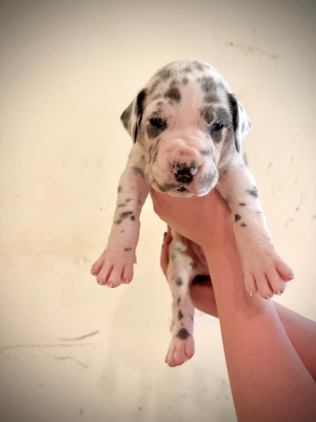 Great Dane Puppies media 2