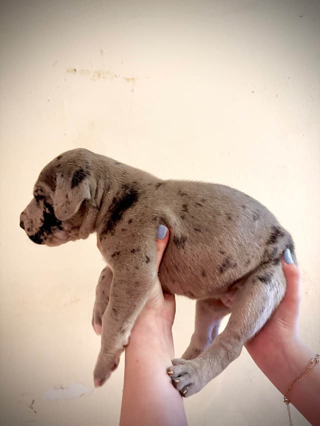 Great Dane Puppies media 5