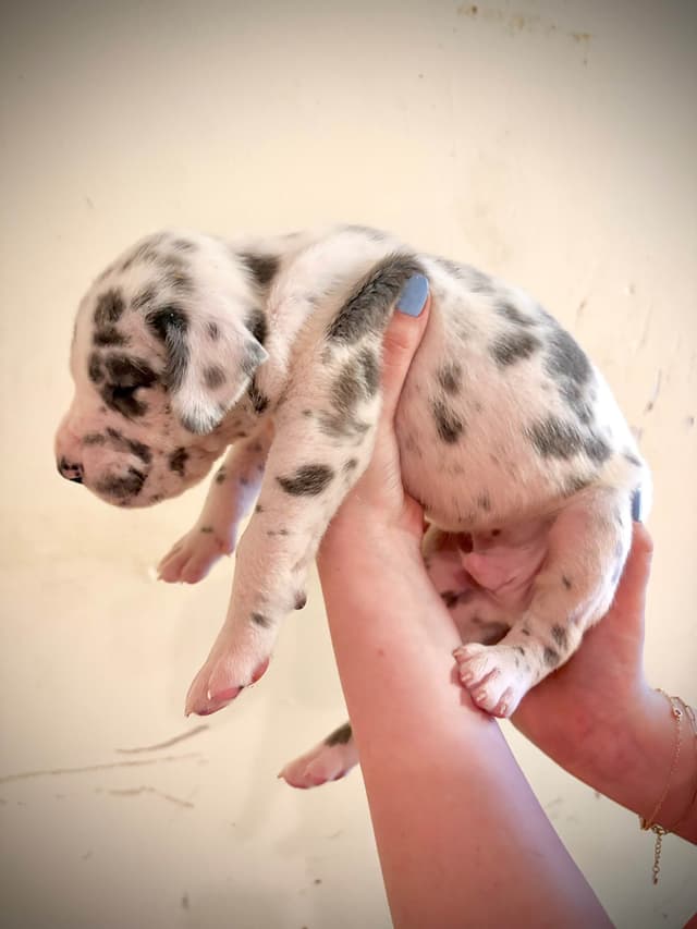 Great Dane Puppies media 6