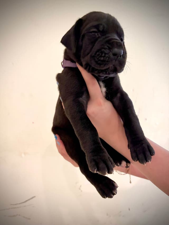 Great Dane Puppies media 7