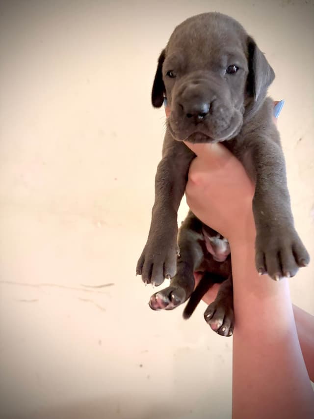 Great Dane Puppies media 8