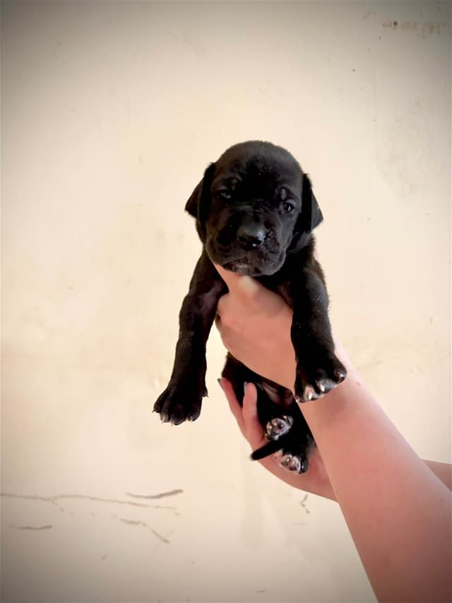 Great Dane Puppies media 9
