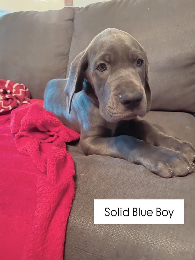 Great Dane Puppies media 10