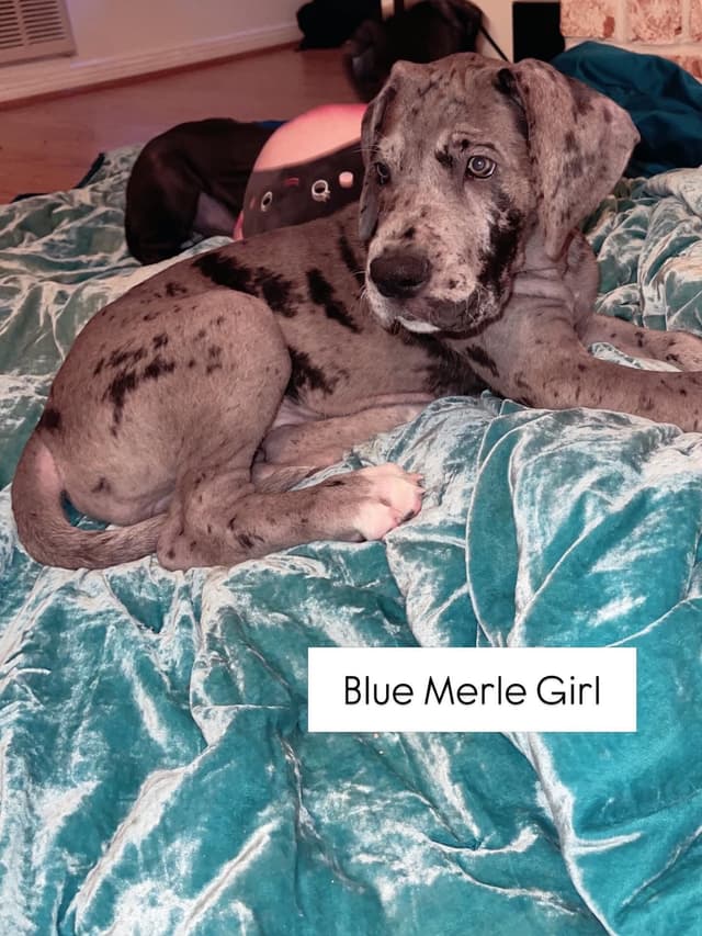 Great Dane Puppies media 11