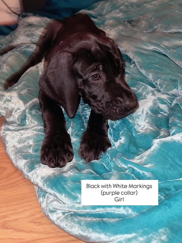 Great Dane Puppies media 12