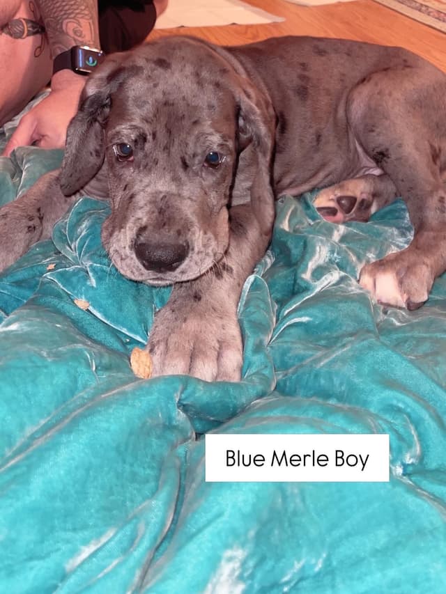 Great Dane Puppies media 13