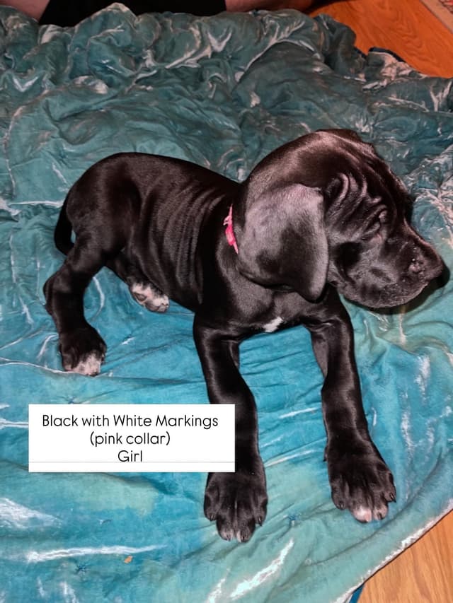 Great Dane Puppies media 15