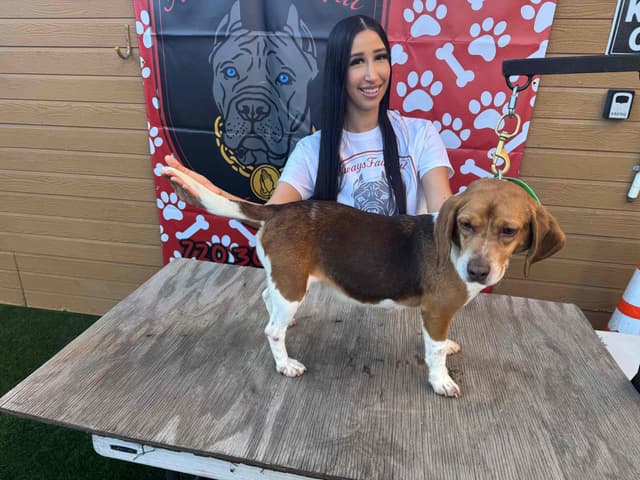 Beagle Puppies media 3