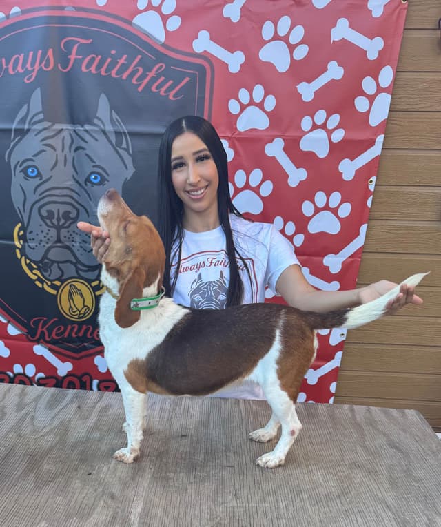 Beagle Puppies media 4