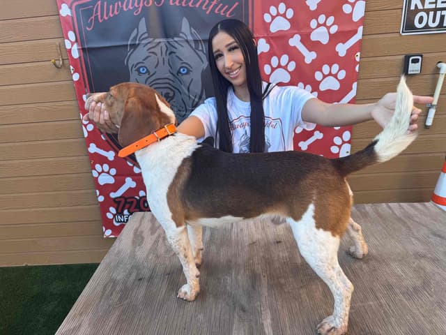 Beagle Puppies media 6