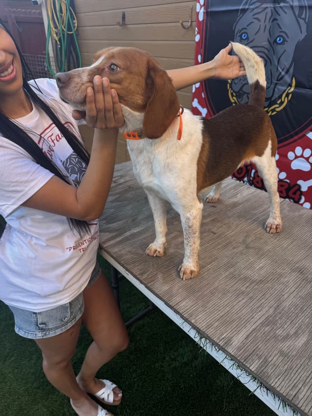 Beagle Puppies media 8