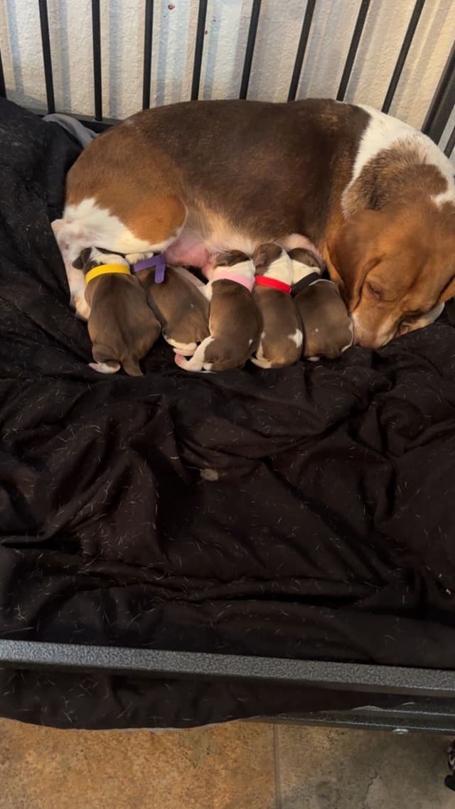 Beagle Puppies media 9