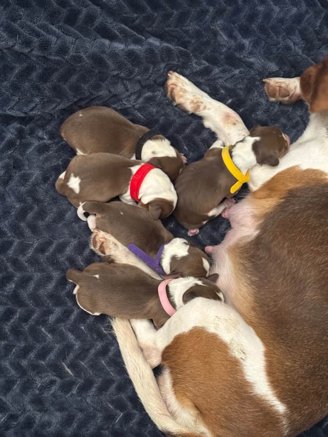 Beagle Puppies media 10