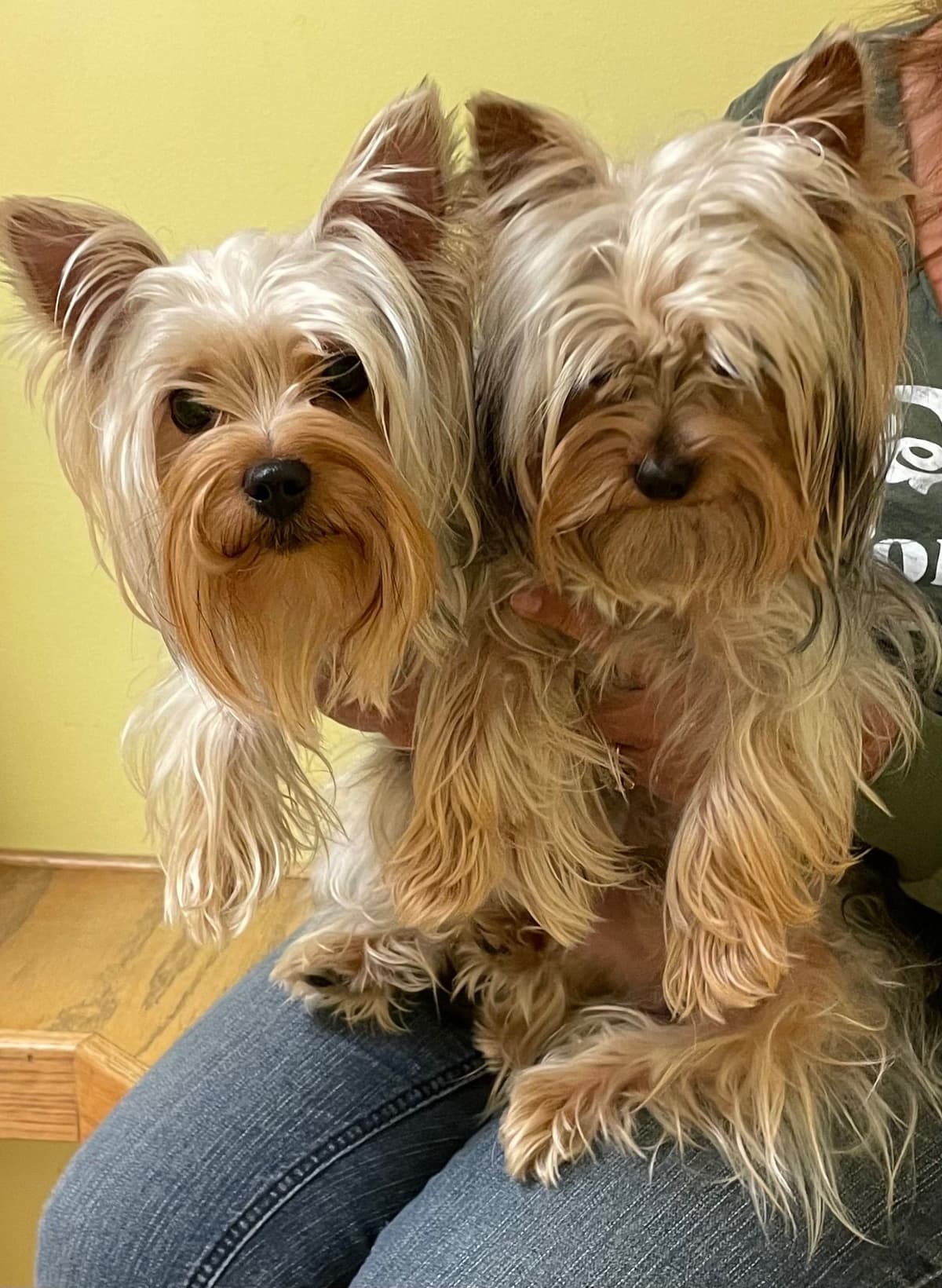 Yorkshire Terrier Puppies breeder image 1