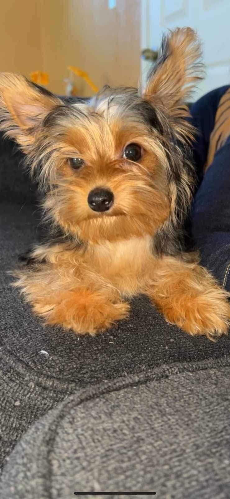 Yorkshire Terrier Puppies breeder image 4