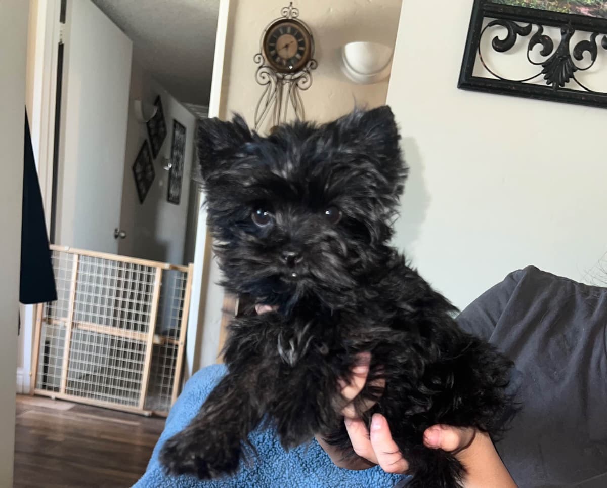 Yorkshire Terrier Puppies breeder image 5