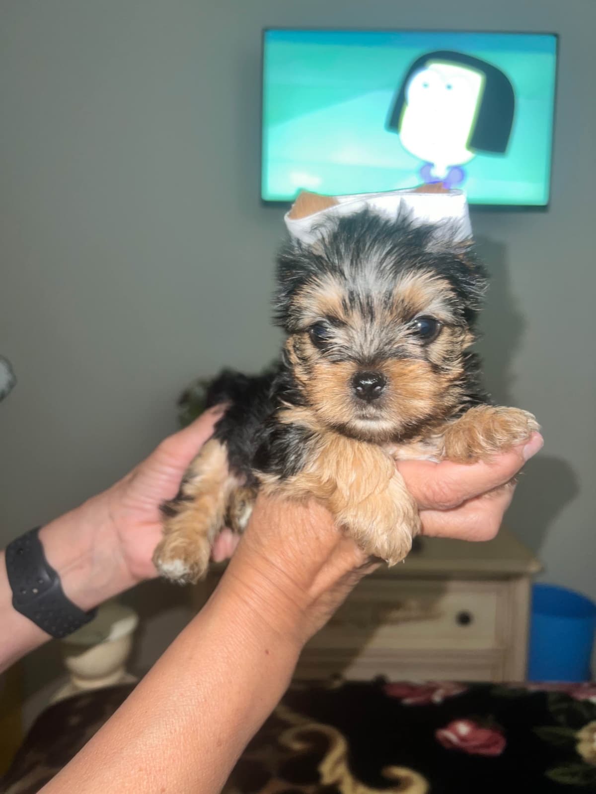Yorkshire Terrier Puppies breeder image 6