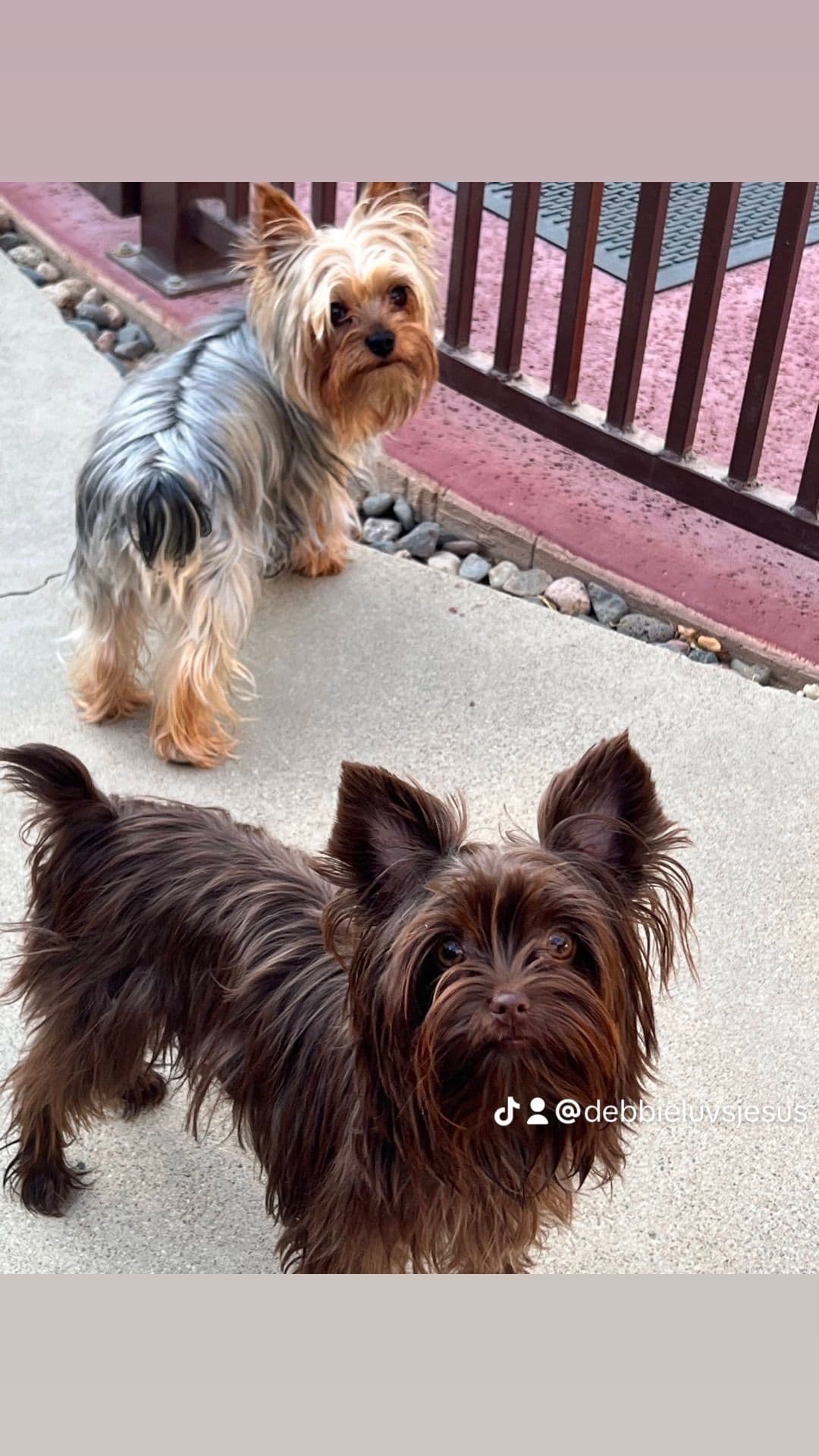 Yorkshire Terrier Puppies breeder image 7