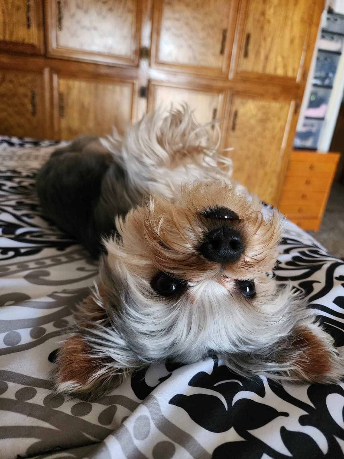 Yorkshire Terrier Puppies breeder image 8