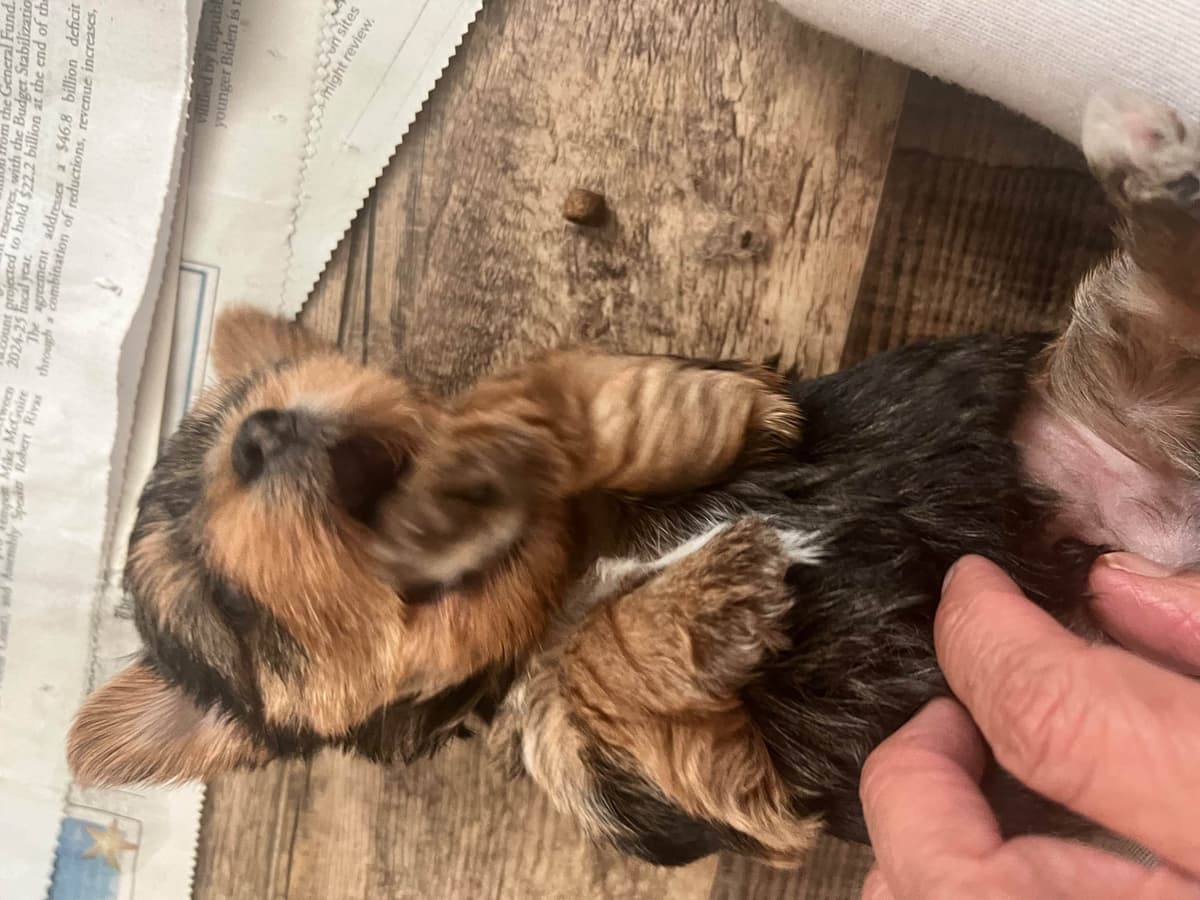 Yorkshire Terrier Puppies breeder image 10
