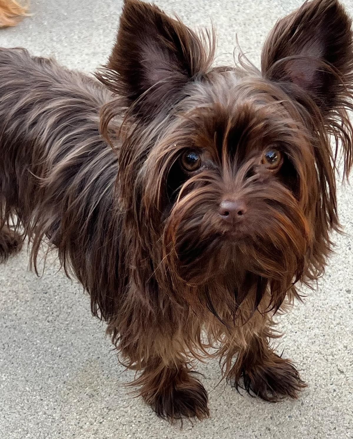 Yorkshire Terrier Puppies breeder image 11