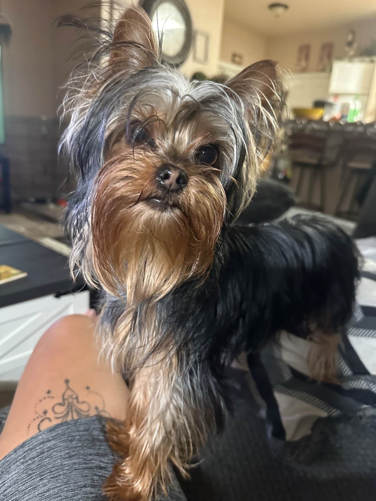 Yorkshire Terrier Puppies breeder image 13