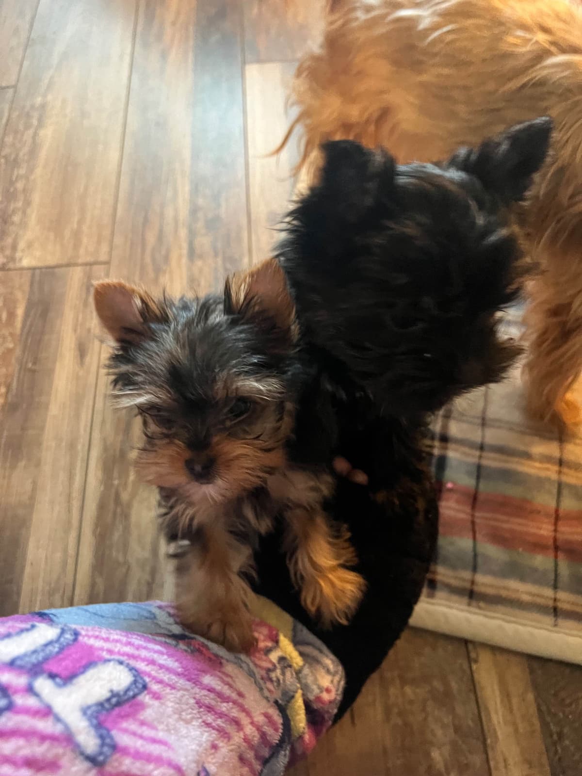 Yorkshire Terrier Puppies breeder image 14