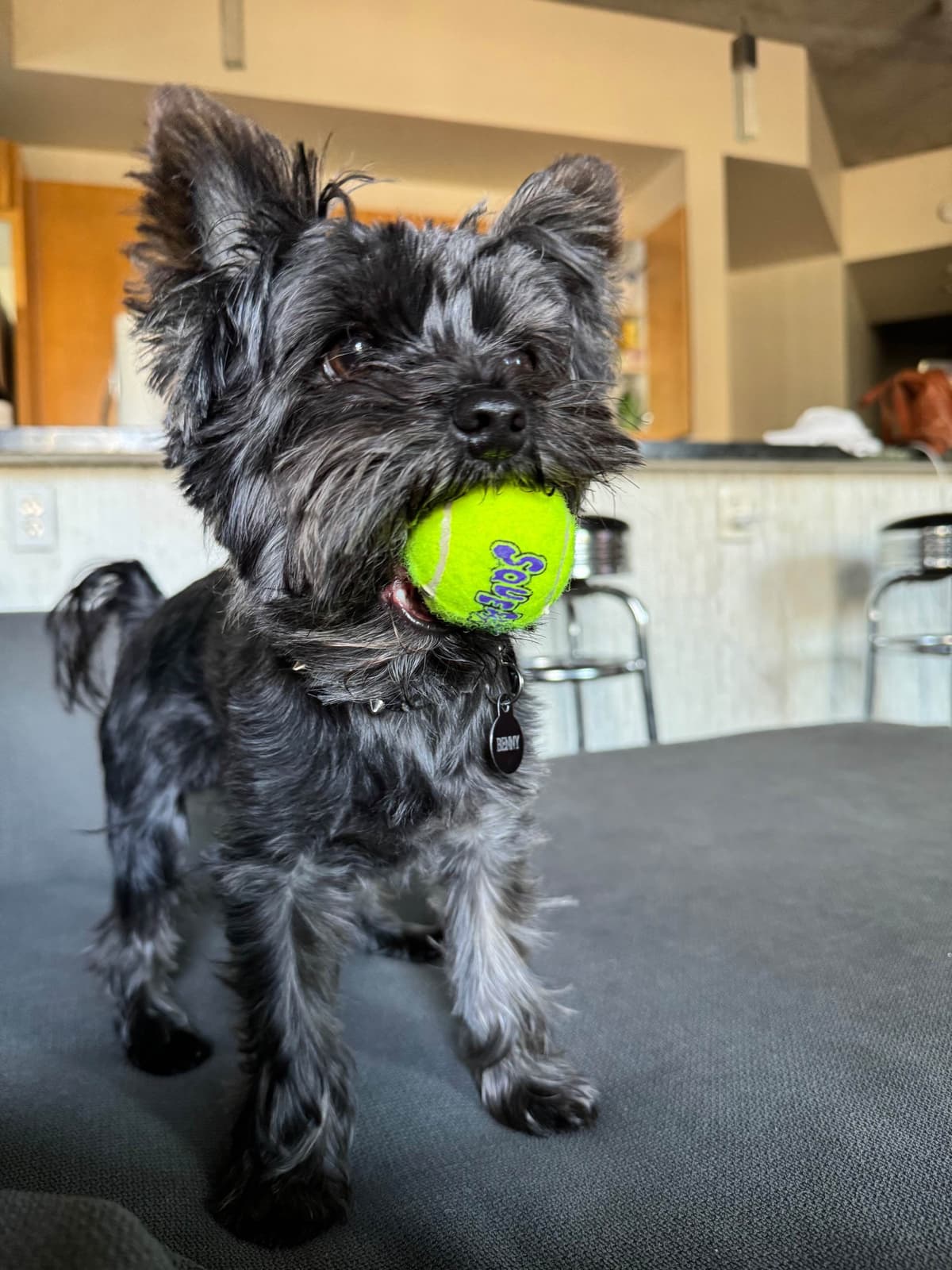 Yorkshire Terrier Puppies breeder image 16