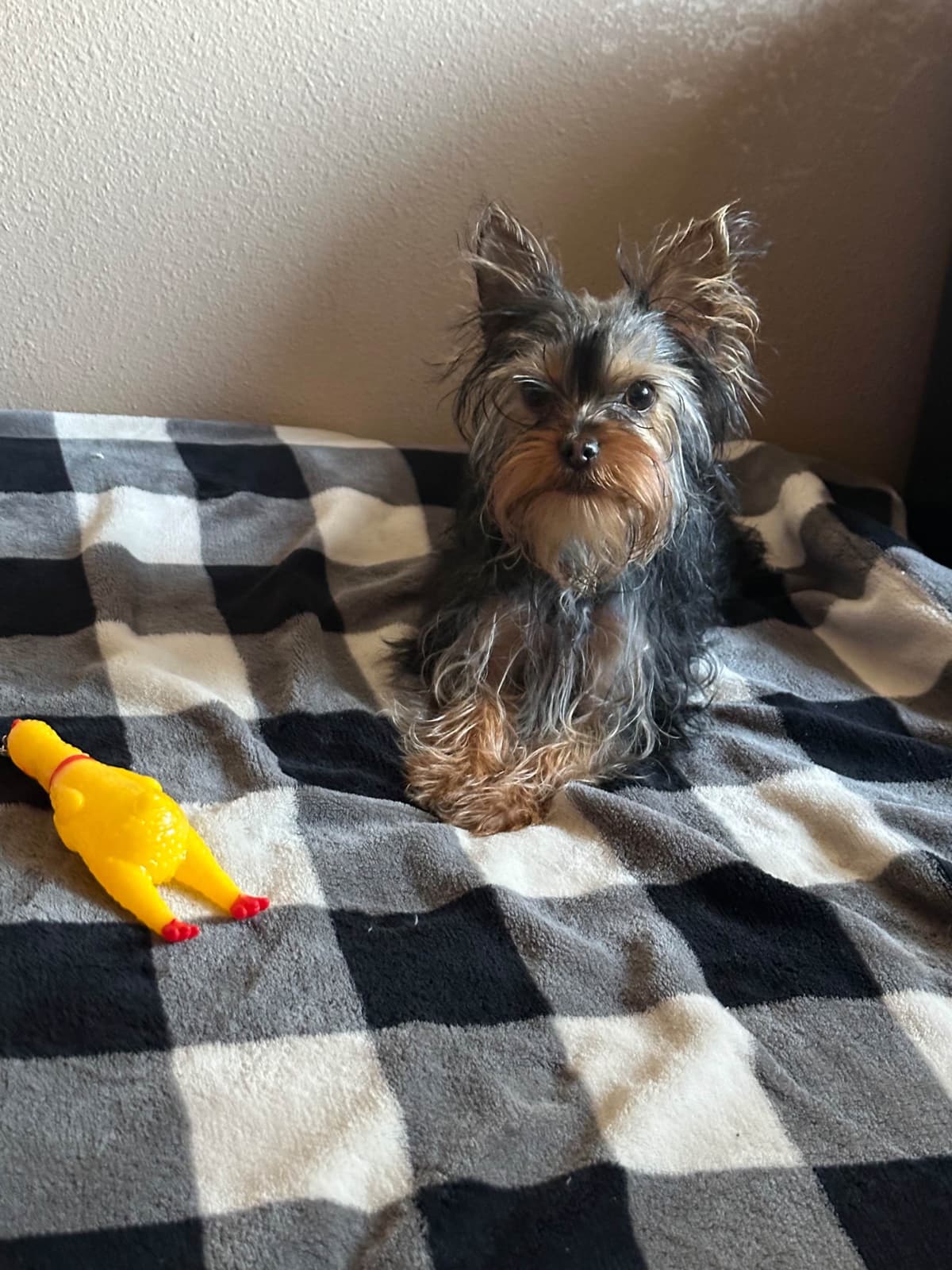 Yorkshire Terrier Puppies breeder image 15