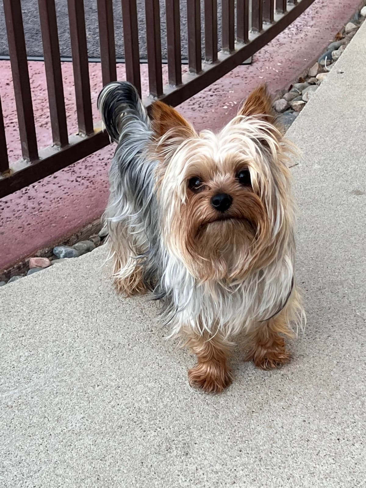 Yorkshire Terrier Puppies breeder image 17