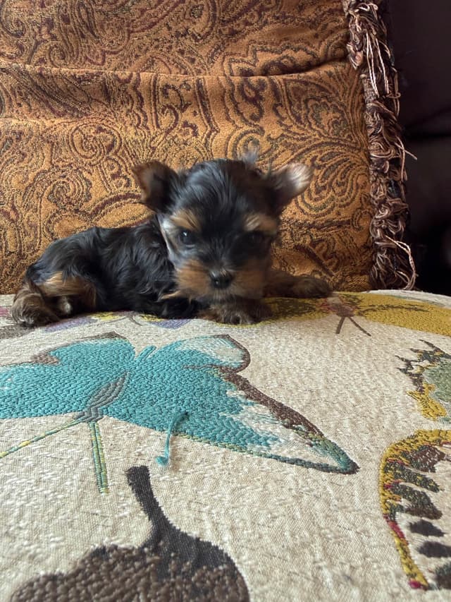 Yorkshire Terrier Puppies media 2