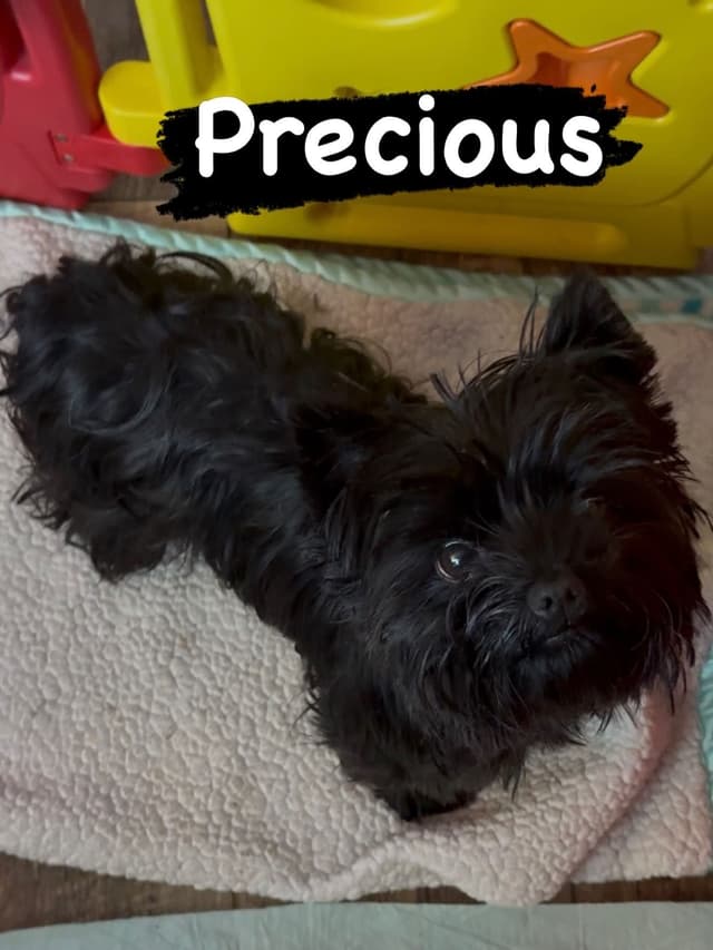 Yorkshire Terrier Puppies media 3