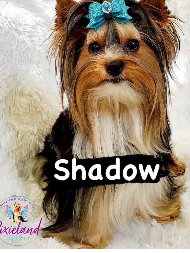 Yorkshire Terrier Puppies media 4