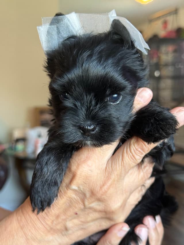 Yorkshire Terrier Puppies media 5